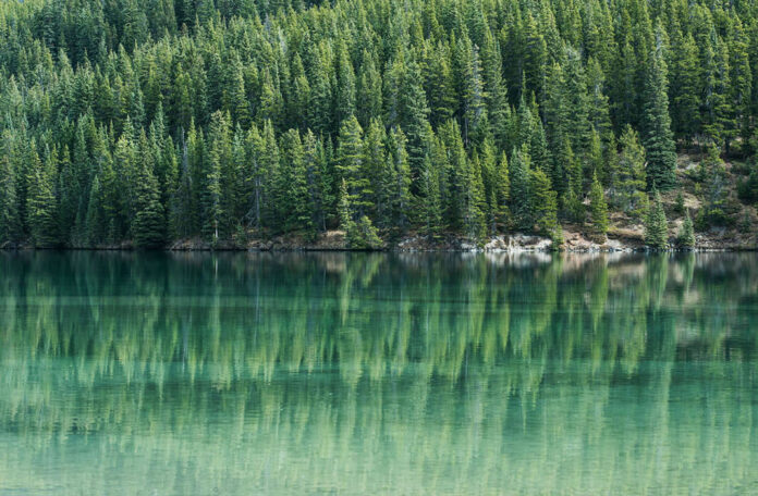 Deforestation: Where is the world losing the most?