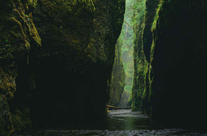 What archaeology is telling us about our forests